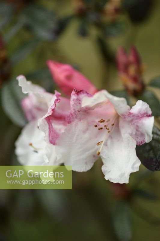 Rhododendron 'Actress' in April