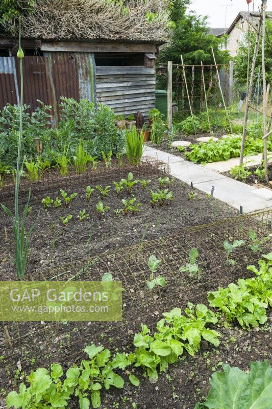 Well organised garden vegetable patch arranged with paths for access. Rows of radishes, brassicas, leeks, beetroot and broad beans. Wire mesh cloches placed over brassicas for protection from pigeons June.