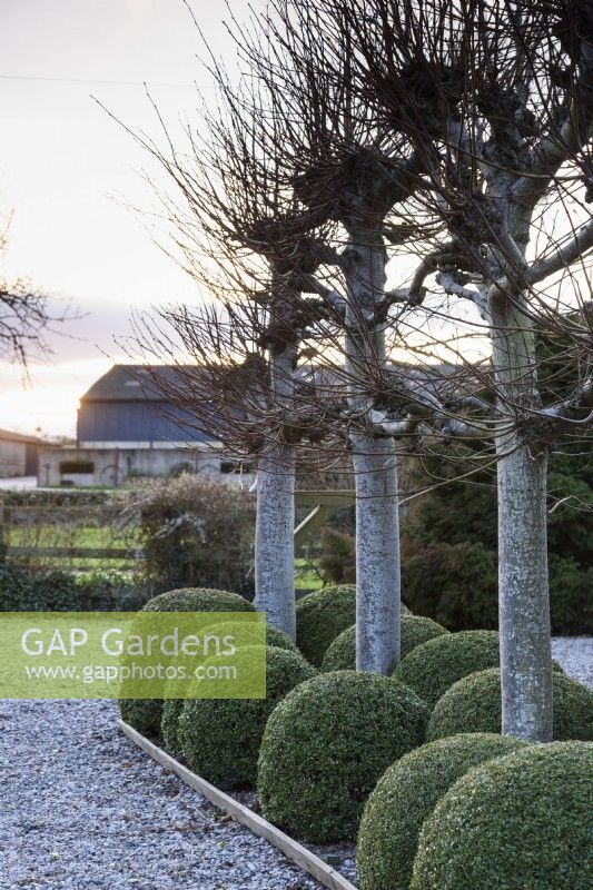 Pleached limes underplanted with plump box bushes at Ivy Croft garden in January