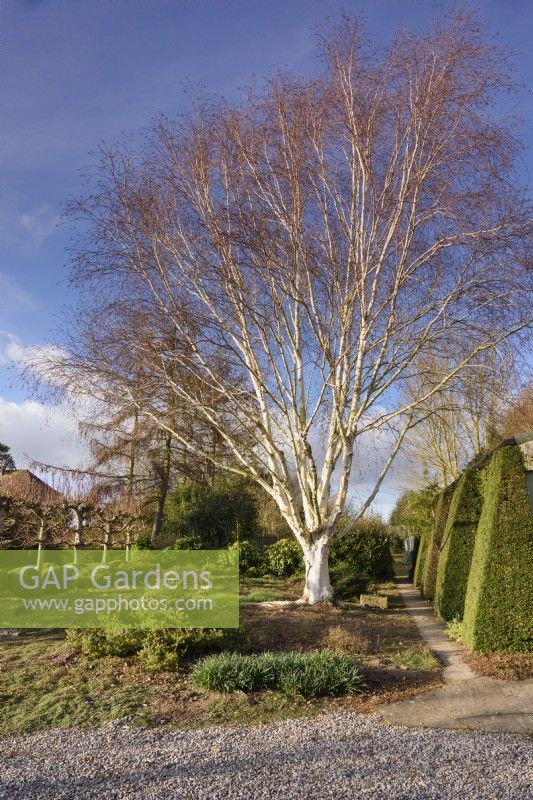 Betula utilis var jacquemontii at Ivy Croft in January