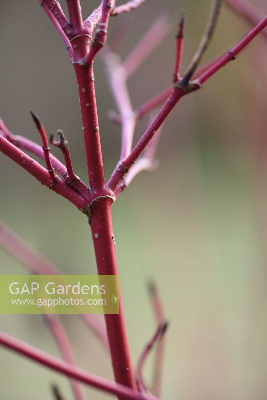 Red stems of Cornus alba 'Sibirica' in January