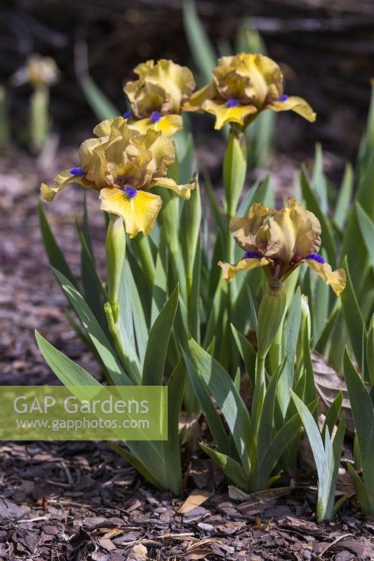 Iris SDB 'Aladdin's Flame'