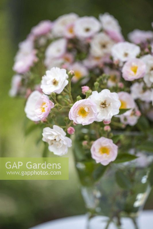 Rosa 'Memory of Summer' syn. 'C'est la Vie' in glass vase