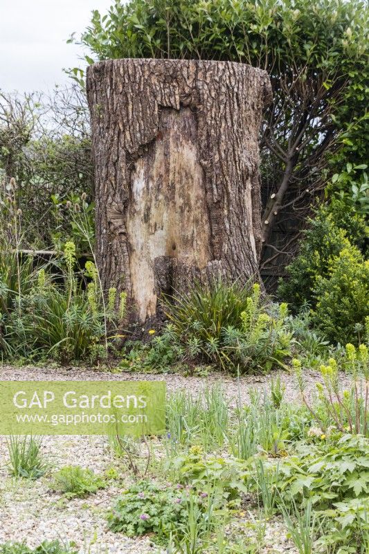 Huge trunk of tree left standing in the Spring Garden. April. Spring. 