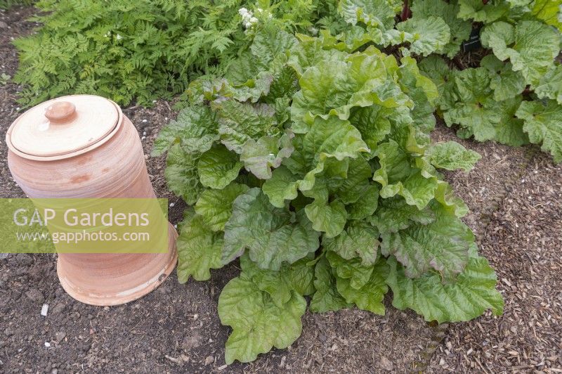 Rheum x hybridum 'Royal red' rhubarb with earthenware force growing pot