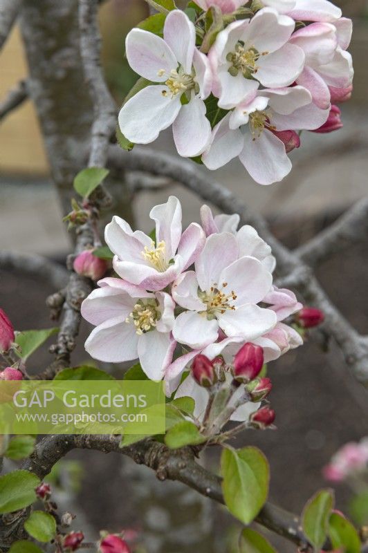 Malus Domestica 'Foxwhelp' apple blossom
