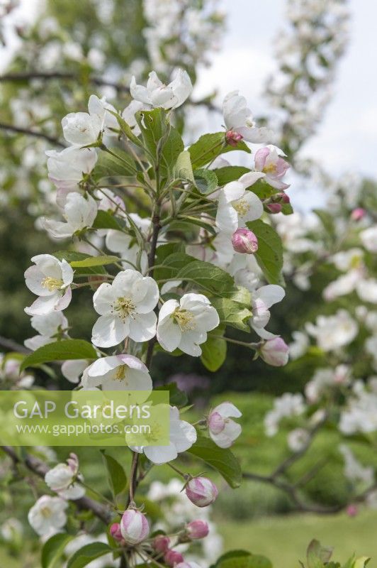 Malus hupehensis - Chinese crab apple