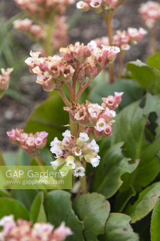 Bergenia 'Diamond drops' elephant ears. 