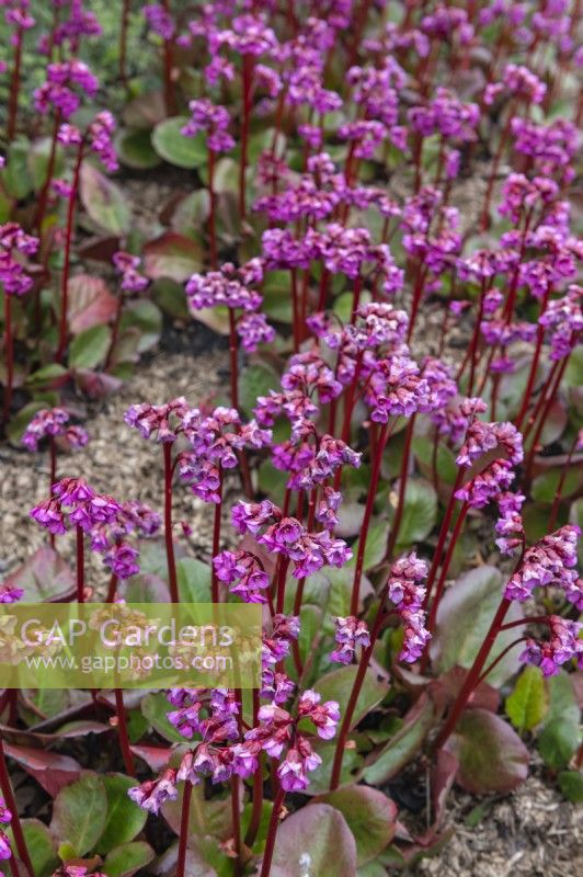 Bergenia 'Overture' elephant ears on red stems