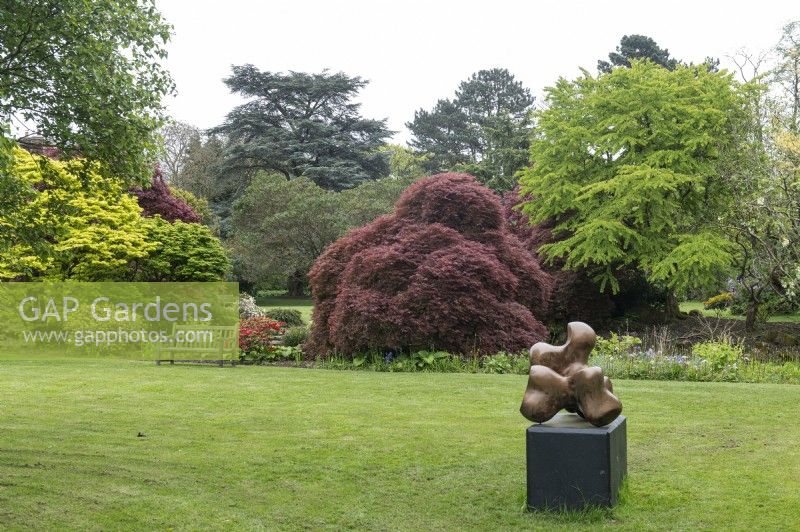 View across lawn to a border with a specimen Acer palmatum 'Bloodgood' - Japanese Maple. In foreground, abstract sculpture. Leicester Botanical Gardens.
