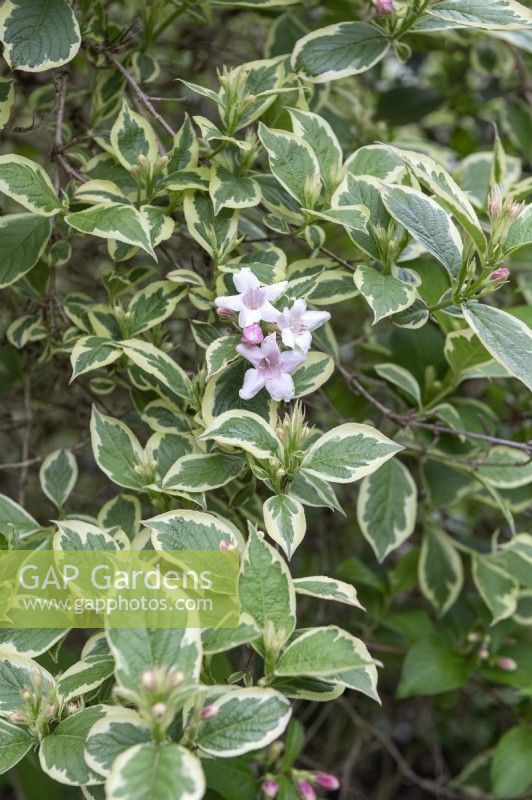 Wiegela Florida, 'Variegata'