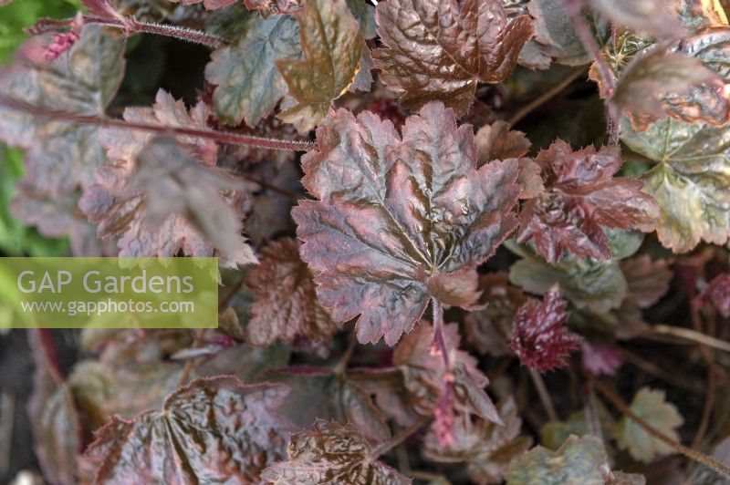 Heuchera 'Rachel'