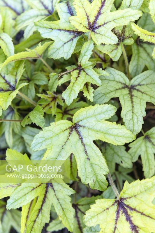 x Heucherella 'Kimono'