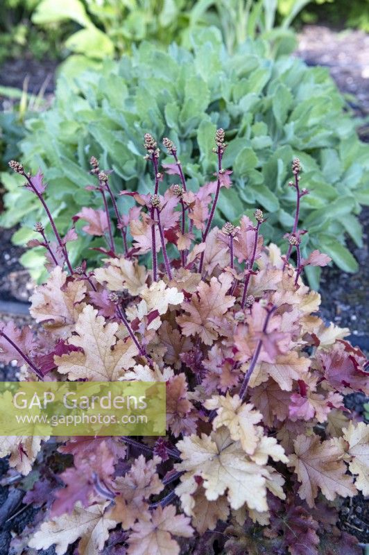 Heuchera 'Marmalade'