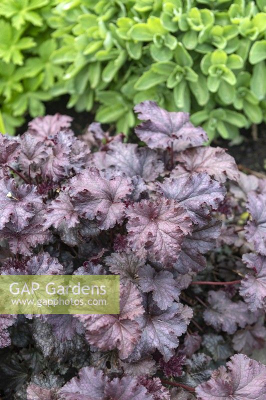 Heuchera 'purple palace'