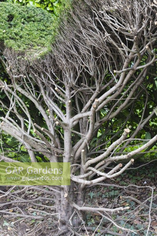 Yew hedge cut back to rejuvenate and encourage new growth. April. 