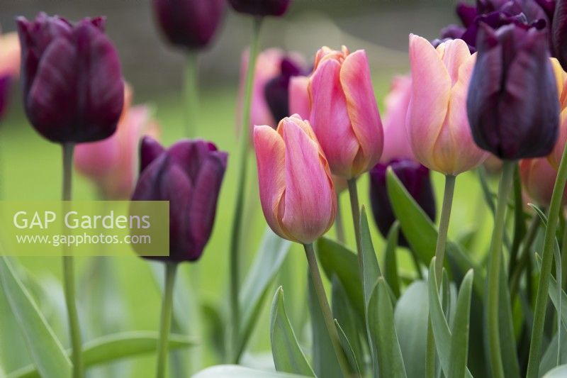 Tulipa 'Jimmy' and 'Ronaldo' - Triumph Tulips