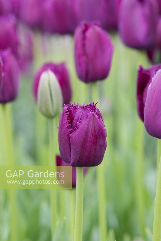 Tulipa 'Curly Sue' - Fringed Tulip