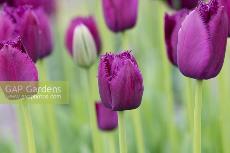 Tulipa 'Curly Sue' - Fringed Tulip