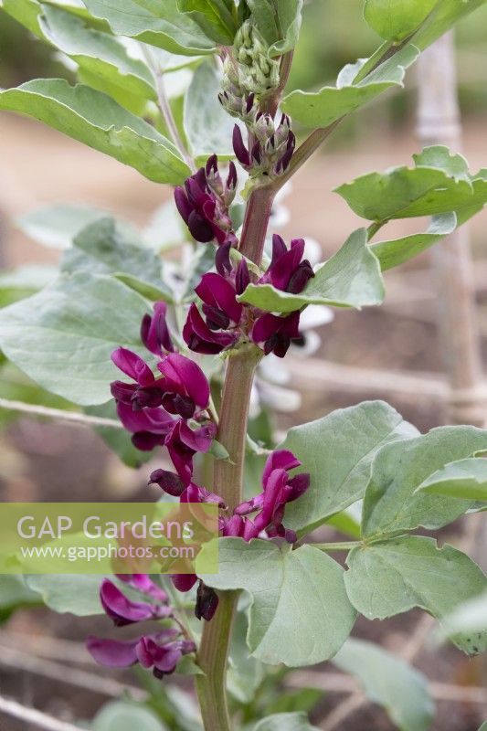 Vicia faba 'Crimson flowered' - Broad bean flowers