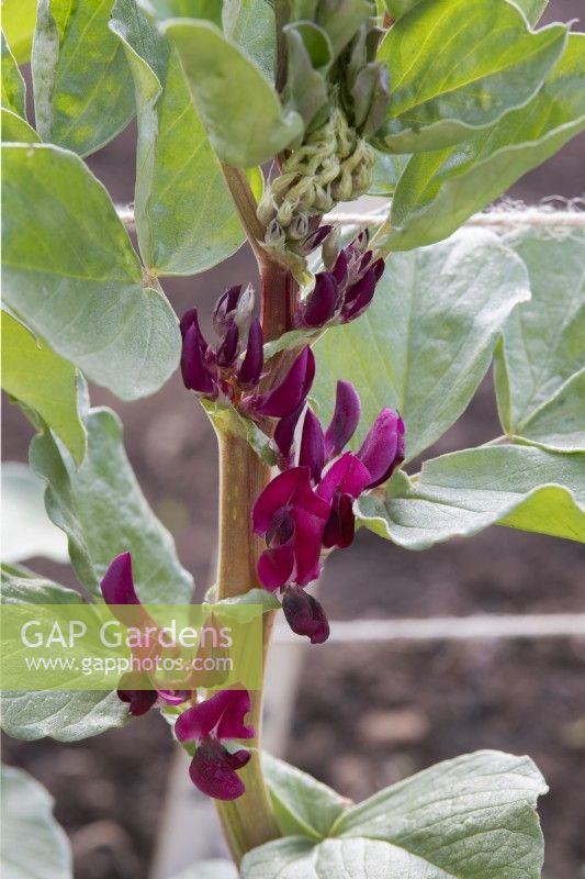 Vicia faba 'Crimson flowered' - Broad bean flowers