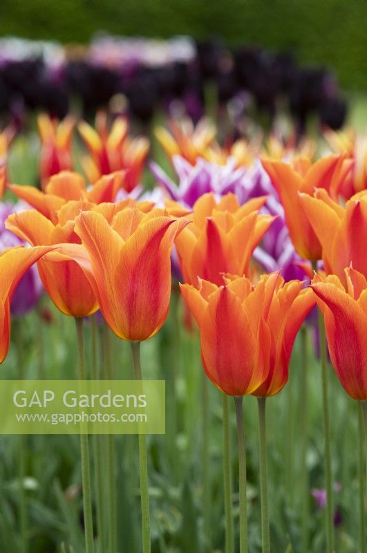 Tulipa 'Ballerina' - Lily Flowered Tulip