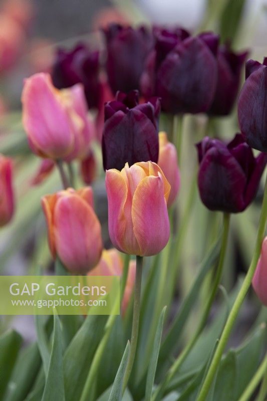 Tulipa 'Jimmy' and 'Ronaldo' - Triumph Tulips