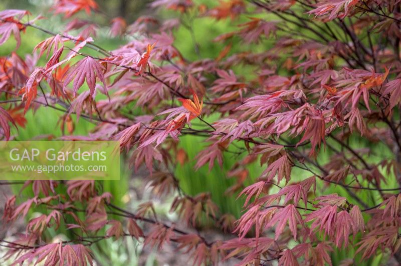 Acer palmatum 'Crimson Prince' Japanese Maple