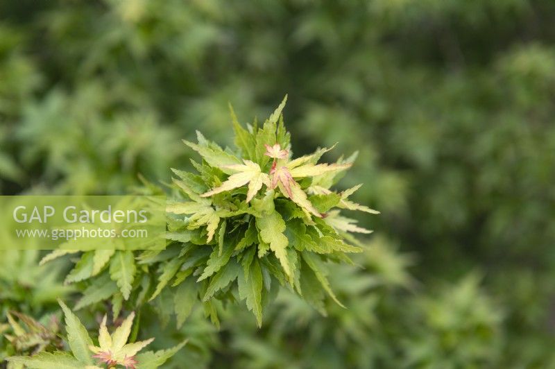 Acer palmatum 'Kotohime' Japanese Maple