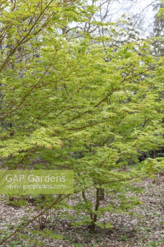 Acer palmatum 'Sangokaku' Japanese Maple