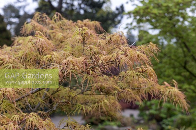 Acer palmatum 'Villa Taranto' Japanese Maple