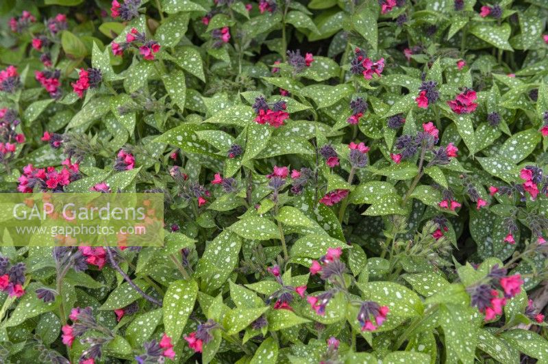 Pulmonaria 'Shrimps on the barbie' lungwort