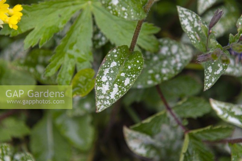 Pulmonaria 'Majeste' lungwort