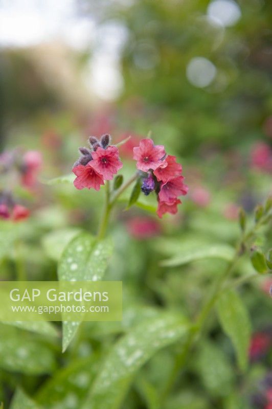 Pulmonaria 'Shrimps on the barbie' lungwort