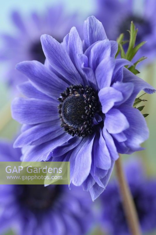 Anemone coronaria  'Lord Lieutenant'  Double flowered garden anemone Saint Bridgid Group  March