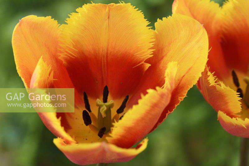Tulipa  'Fringed Solstice'  Tulip  Fringed Group  April