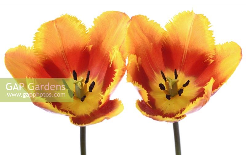 Tulipa  'Fringed Solstice'  Tulip  Fringed Group  April