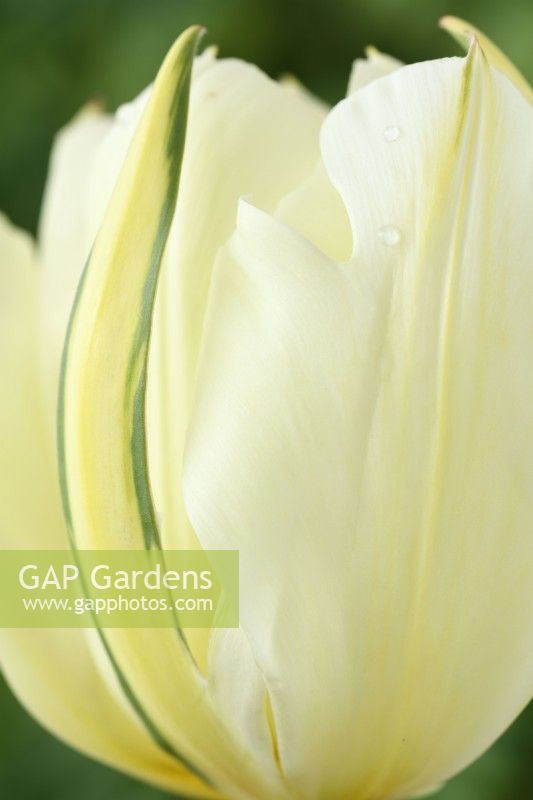 Tulipa  'Exotic Emperor'  Tulip	Syn. 'White Valley'  Fosteriana Group  April