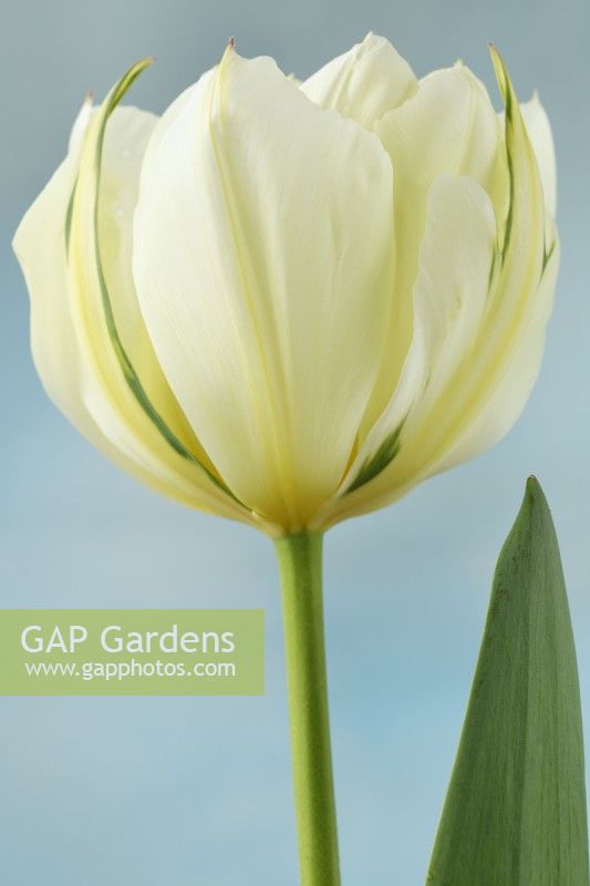 Tulipa  'Exotic Emperor'  Tulip	Syn. 'White Valley'  Fosteriana Group  April