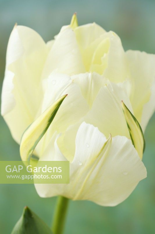 Tulipa  'Exotic Emperor'  Tulip	Syn. 'White Valley'  Fosteriana Group  April