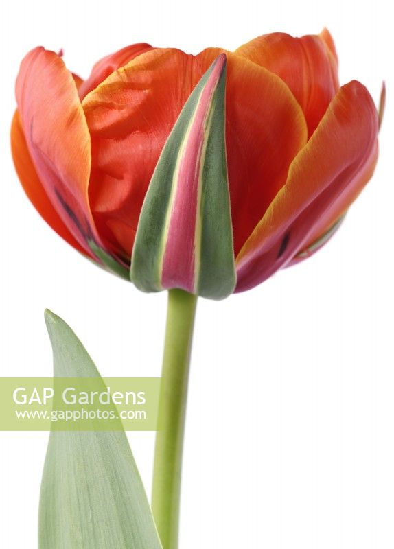 Tulipa  'Queensday'  Tulip  Double Late Group  April
