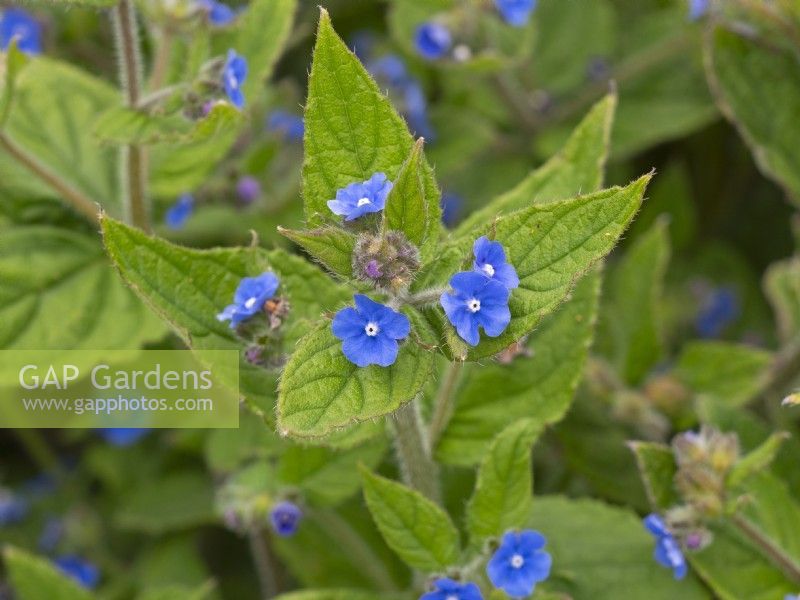 Pentaglottis sempervirens 'Green Alkanet'
  May