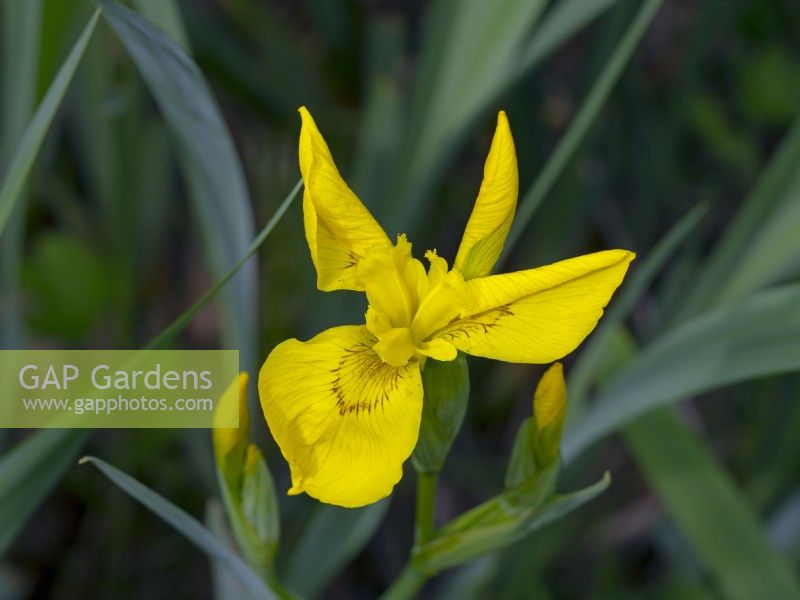 Iris pseudacorus - Yellow Flag iris