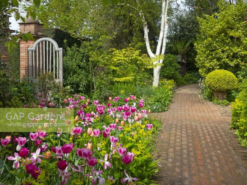 Spring border, with a mix of different tulips in various shades of pink, next to a paved brick path