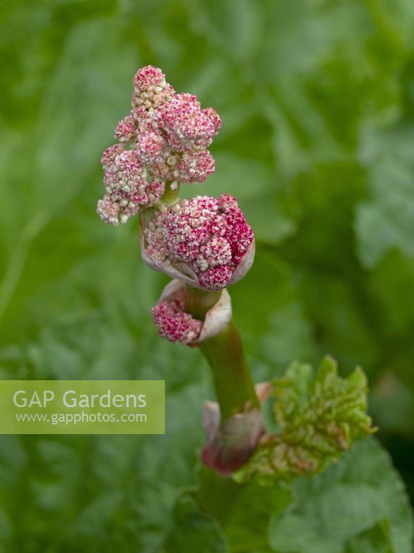 Rheum rhabarbarum - Rhubarb flower buds
May Spring