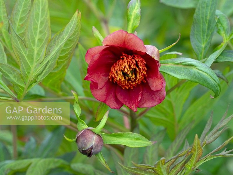 Paeonia delavayi   May Spring