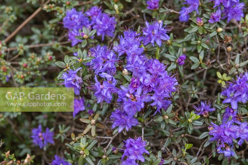 Rhododendron pemakoense, Pemako rhododendron