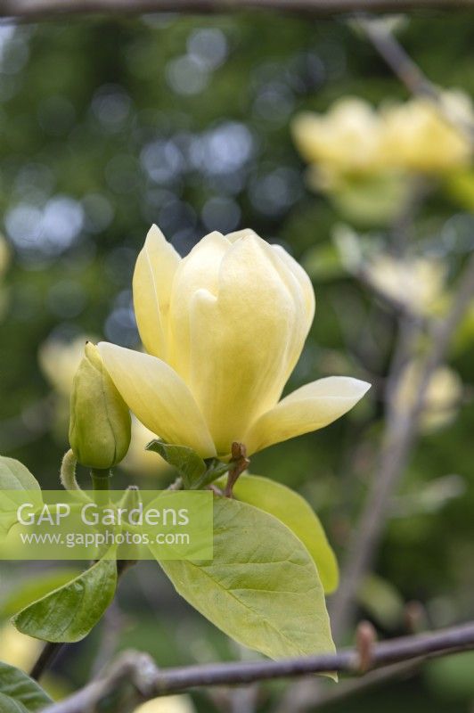 Magnolia 'Lois'