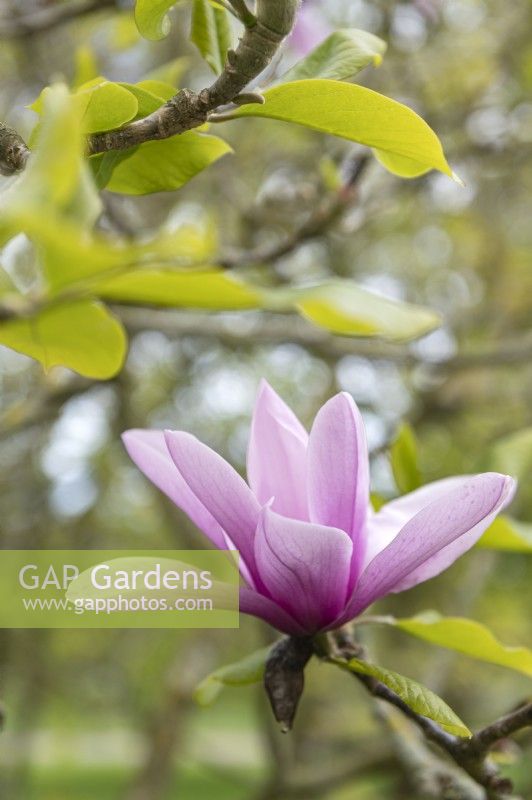 Magnolia liliifloria 'Negra'