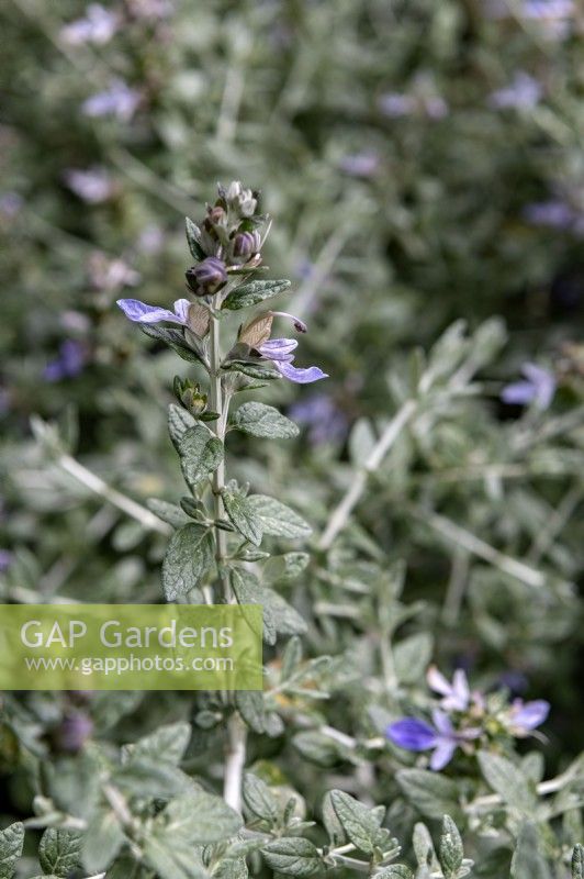 Teucrium fruticans, tree germander